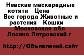 Невские маскарадные котята › Цена ­ 15 000 - Все города Животные и растения » Кошки   . Московская обл.,Лосино-Петровский г.